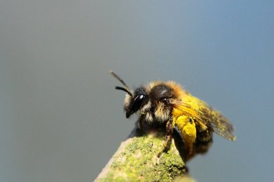 Bijen & wespen / Bees & wasps