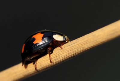 Viervleklieveheersbeestje / Pine lady beetle