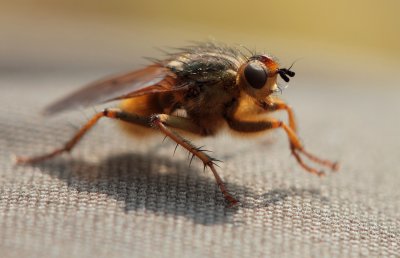 Vliegen / Flies