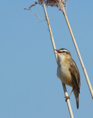 Rietzanger / Sedge warbler