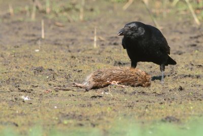 Zwarte kraai / Carrion crow