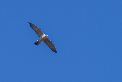 Slechtvalk / Peregrine falcon