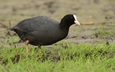 Meerkoet / Eurasian coot