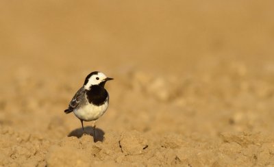 Witte kwikstaart / White wagtail