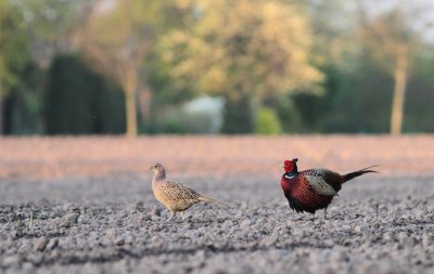 Fazant / Common pheasant