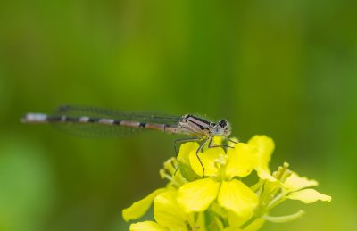 Watersnuffel / Common blue damselfly