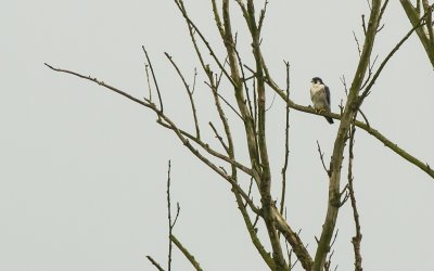 Slechtvalk / Peregrine falcon