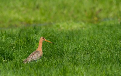 Grutto / Black-tailed godwit
