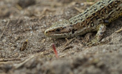 Levendbarende hagedis / Viviparous lizard