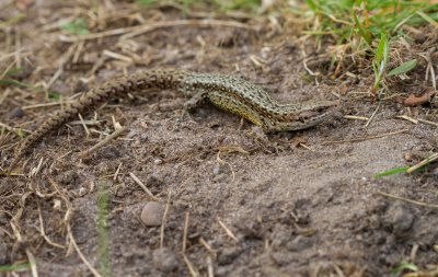 Levendbarende hagedis / Viviparous lizard