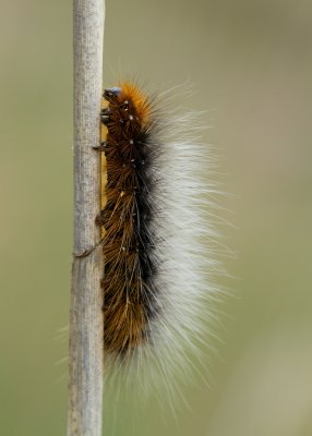 Grote beer / Garden tiger moth