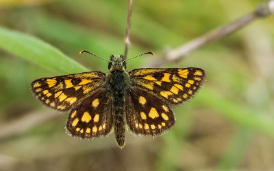 Bont dikkopje / Chequered skipper