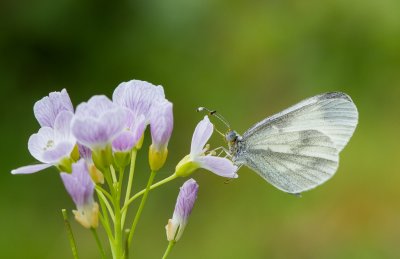 Boswitje / Wood white
