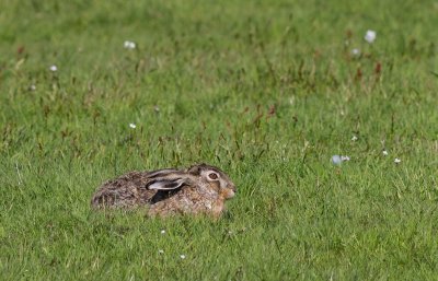 Europese haas / European hare