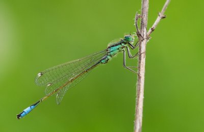 Lantaarntje / Blue-tailed damselfly