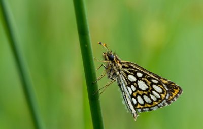Spiegeldikkopje / Large chequered skipper