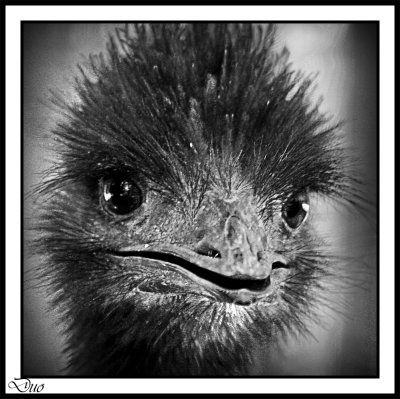 I Could Almost Love This Emu Face.