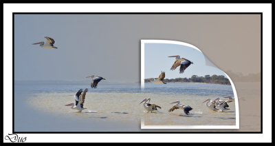 Flight of The Pelicans. Out Of Bounds Image OOB