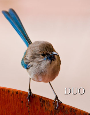 Fairy-Wren Came to sit on the back of my chair.