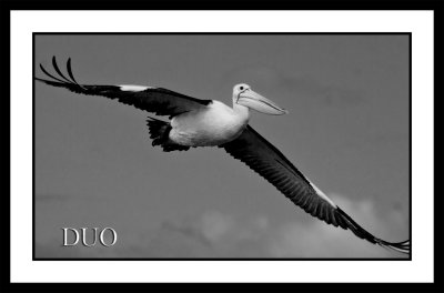 Pelican-in-Flight.