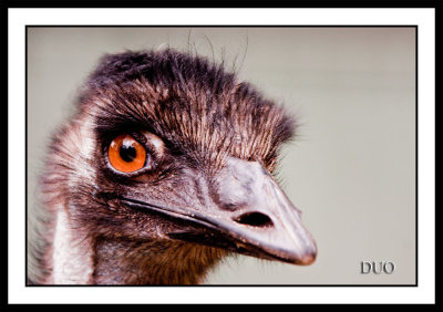Emu Glare