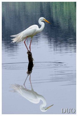 Reflective Egret