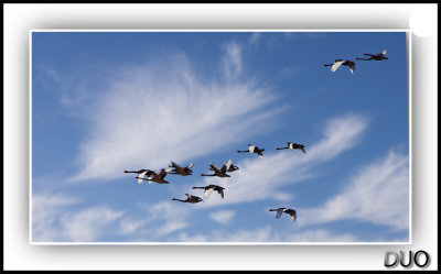 Flight Of The Black Swans