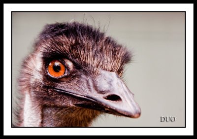 Emu Eyes.
