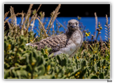 Baby Seagull Chick In The Wildflowers