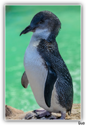 Penguin1.