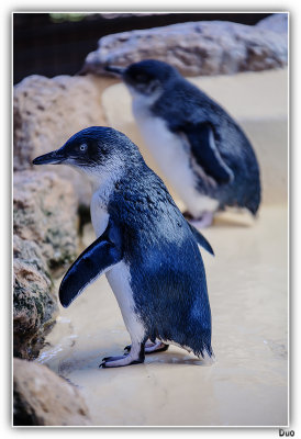 Penguin2.