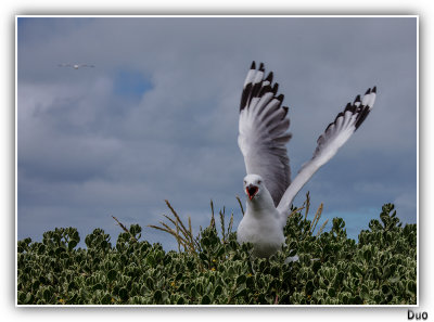 Angry Seagull.