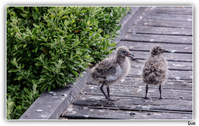 Seagull Chicks On The Boardwalk.