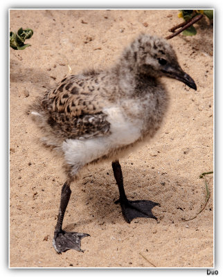 One Little Seagull Chick.