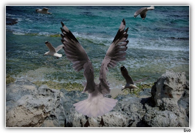 Seagulls Alarmed As A Sea Eagle (Osprey) Flies Near.