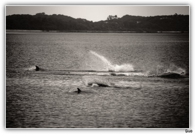 Dolphins Feeding.