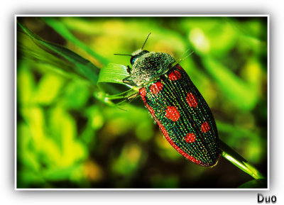 In The Grass Today.