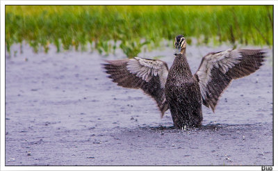 Duck In The Rain.