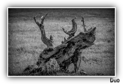 Leathery Old Tree Stump.