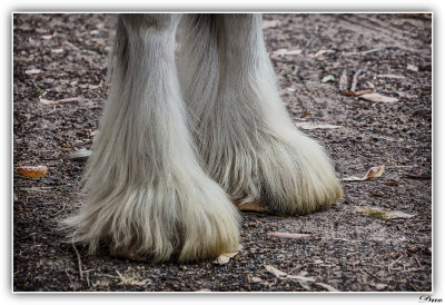 The Beauty Of Clydesdale Feet.