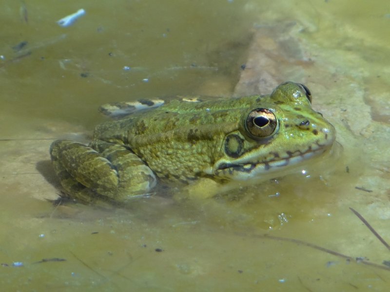 Poelkikker (Pool Frog)