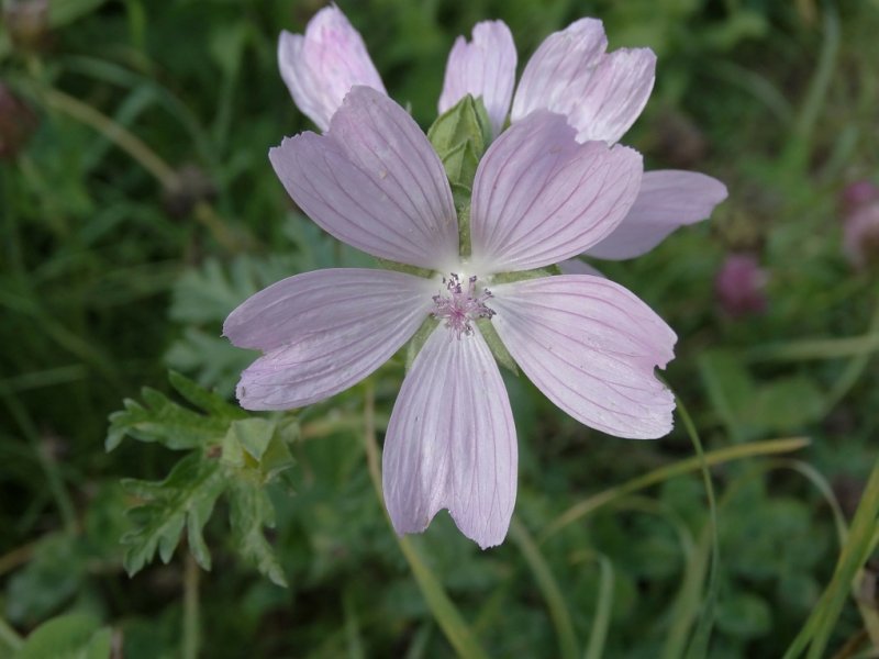 Muskuskaasjeskruid (Malva moschata)
