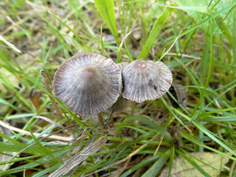 Vlekplaat (Panaeolus sp.)