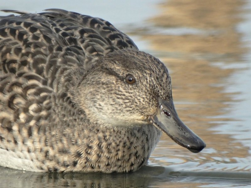 Wintertaling (Eurasian Teal)