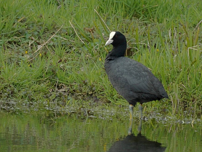 Meerkoet (Eurasian Coot)
