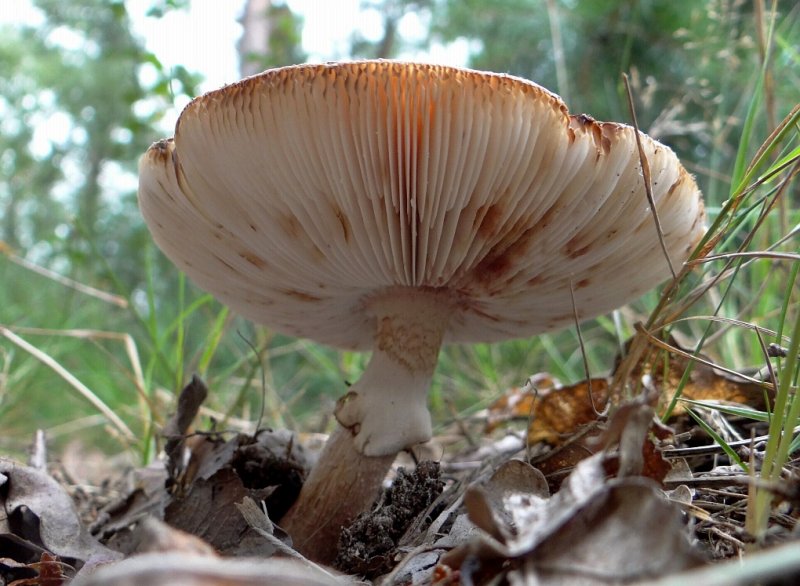 Parelamaniet (Amanita rubescens)