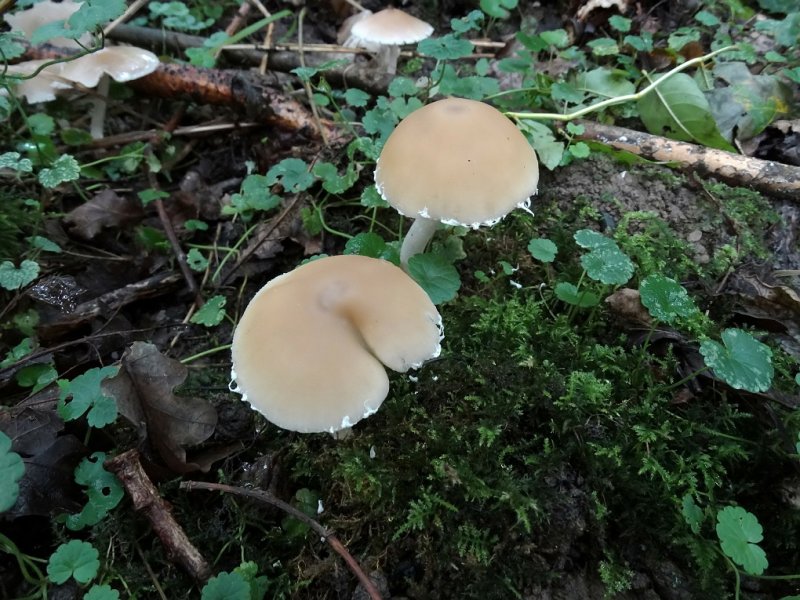 Bleke franjehoed (Psathyrella candolleana)