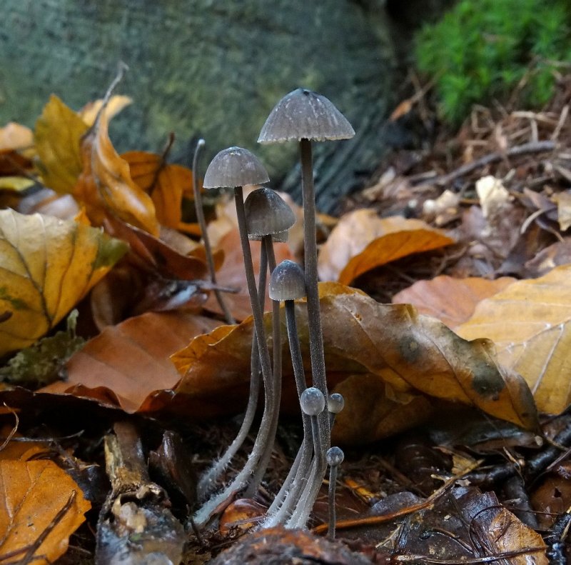 Zwarte melksteelmycena (Mycena galopus var. nigra)