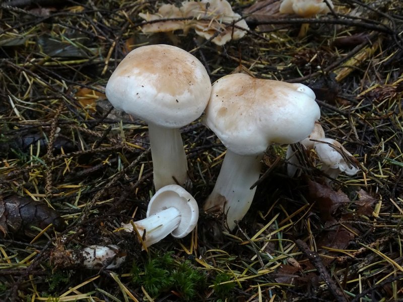 Roestvlekkenzwam (Collubia maculata)