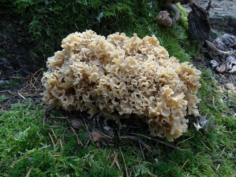 Grote sponszwam (Sparassis crispa)